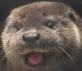 otterpog