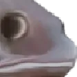 FISHHYPERSTARE
