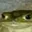 Jaba
