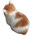 Angy Cat AngyCat Discord Emoji