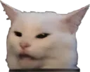 CatWhy