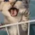 CE_CatJail CE_CatJail
