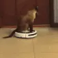 CE_CatZooming