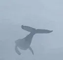 whale
