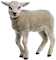 lamb