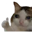 sadcatok