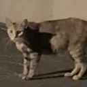 catstaring