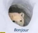 bonjourpolarbearcaveoriginalmeme bonjourpolarbearcaveoriginalmeme