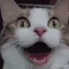 catexcite