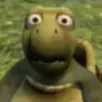 D_turtleWTF