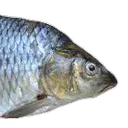 FisheFaceNotaugLy