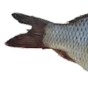 FisheeTail