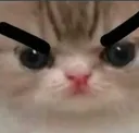 angrycat Discord Emoji