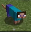 stevecat