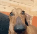 bigsnoopa bigsnoopa