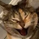 Catoncrack