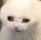 CryingCat