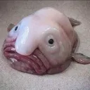 Blobfish