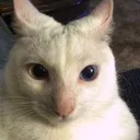 doigiveatarnation