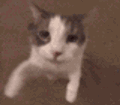 cat_23 Discord emoji