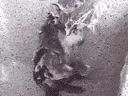 ratshower ratshower