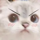 t_angrykotek t_angrykotek