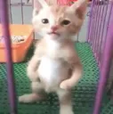 NWtuffcat