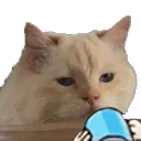 catsip