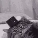 TopHatCat TopHatCat