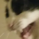 beanscream
