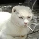 catsmokingadart