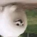 RunDoggoUp