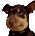 ballsfr