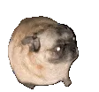 pugvibe