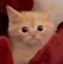 catWTF_Dw Discord emoji
