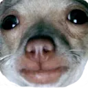 ratdog ratdog