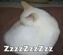 gatozzzz
