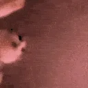 AUI_catfight