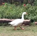 goosebestrutting