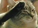 CatSalute
