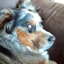 trolltesla Discord Emoji