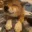 doggopet