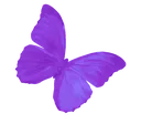 y_butterfly