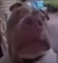 whatdadogdoin
