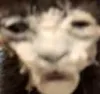 catcream