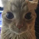 elGatoLoco