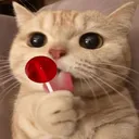 1br_catloli