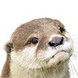 otter