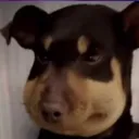 gazdog