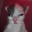 gatocriko gatocriko